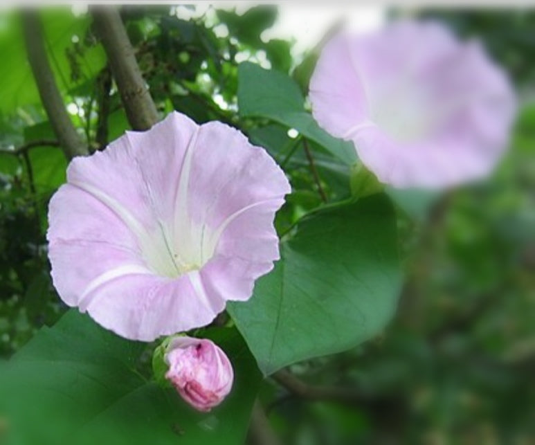Bracelet tissé coton modèle liseron